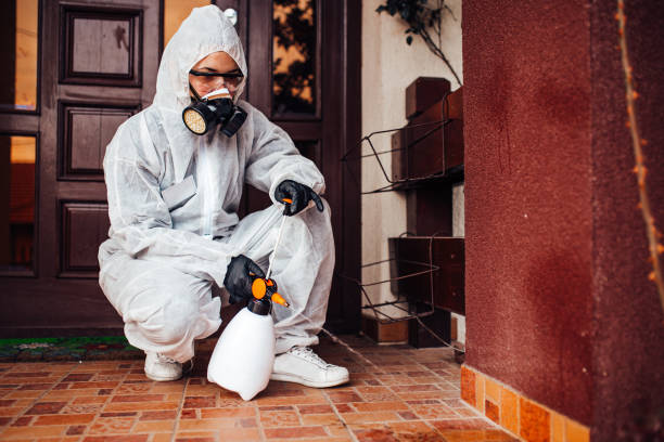 Reliable Wasp Removal contractor in Piñon Hills, CA by Show Me Pest Control